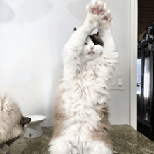 a fluffy cat standing on its hind legs with its paws up