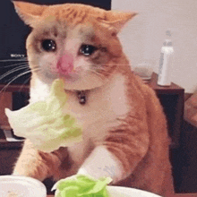 a cat is eating a piece of lettuce from a plastic container .