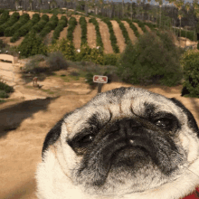 a pug dog stands in front of a sign that says no dogs on it