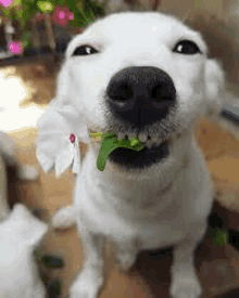 a close up of a white dog eating a leaf of spinach .