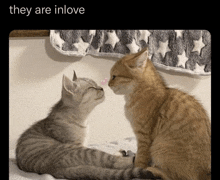 two cats are looking at each other with the words they are in love above them