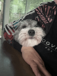 a small dog is laying on a person 's arm wearing a ogvi pdx sweatshirt