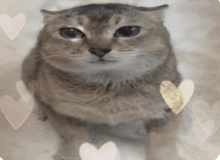 a cat is surrounded by hearts and looking at the camera