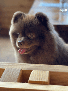 a small brown dog sticking its tongue out looking at the camera