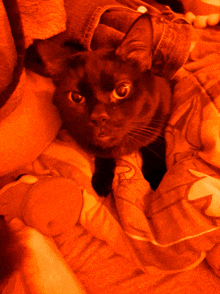 a black cat laying on a bed with a blanket on it