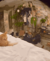 a cat laying on a bed in a room with plants