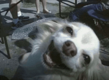 a small white dog is laying down with its mouth open and looking at the camera