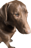 a close up of a brown dog 's face against a white background