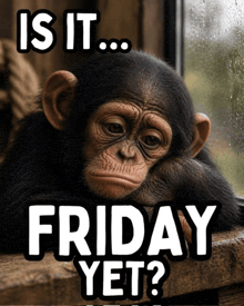 a chimpanzee looking out a window with the words " is it friday yet "
