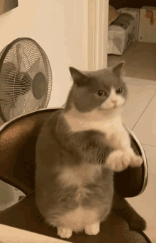 a gray and white cat is sitting on a chair in front of a fan ..