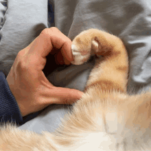 a person is making a heart shape with their hands and a cat 's paw