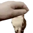 a close up of a person 's hand holding a piece of wood .