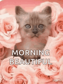 a kitten is sitting in a bouquet of pink roses and says `` morning beautiful '' .