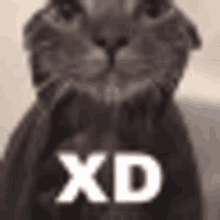 a close up of a cat 's face with the words `` xd '' written on it .