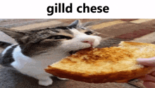 a cat is eating a piece of bread with the caption gilld cheese above it