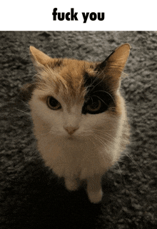 a calico cat is looking up at the camera with the words " fuck you " above it