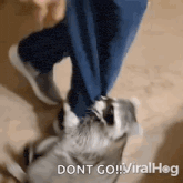 a raccoon is biting a person 's leg with the caption " dont go "
