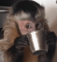 a close up of a monkey drinking from a bucket