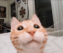 a close up of a cat 's face with a poster on the wall in the background