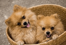 two pomeranian dogs are sitting in a basket and smiling .