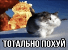 a cat standing in front of a large explosion with the words totally poxyy in the bottom right corner