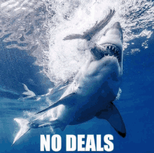 a picture of a shark with the words " no deals " under it