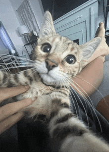 a cat laying on a person 's lap looking at the camera with a surprised look on its face