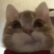 a close up of a cat wearing a red bow tie looking at the camera .