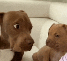 two brown puppies are looking at each other on a white couch