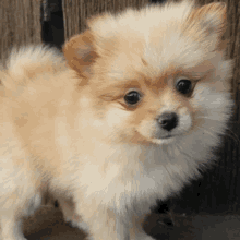 a fluffy pomeranian dog standing in front of a wooden fence