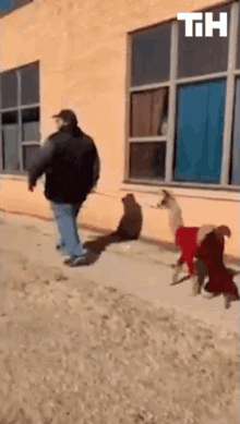 a man and two dogs are walking down a sidewalk in front of a building with the letters th visible