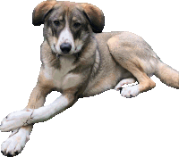 a brown and white dog laying down on a white surface