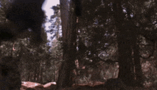 a blurred image of a forest with a few trees in the foreground