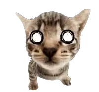 a close up of a cat 's face with a white background