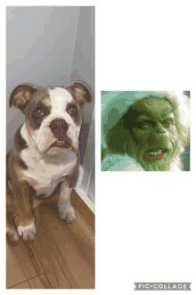 a picture of a bulldog next to a picture of the grinch