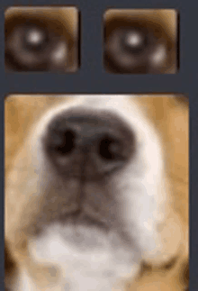 a close up of a dog 's nose and eyes in a blurry photo .