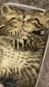two kittens laying next to each other in a plastic box