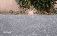 a samsung camera shot of a cat peeking out from behind a rock