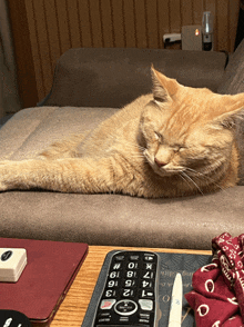 a cat laying on a couch next to a remote