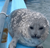 a seal is laying on a blue ledge near the water