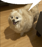 a pomeranian dog with a speech bubble above its head