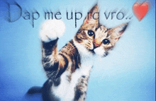 a picture of a cat with the words " dap me up rq vro " written on it