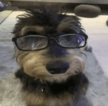 a small dog wearing glasses is sitting on a table and looking at the camera .