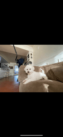 a small white dog is laying on a couch in a living room