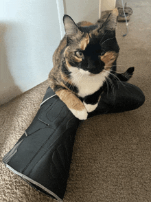 a calico cat is laying on a pair of black boots