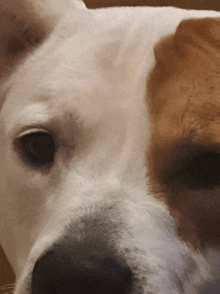 a close up of a white dog with a brown spot on its face