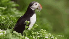 a black and white bird with a worm in its beak is sitting on a plant with a national geographic wild logo in the background