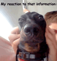 a picture of a dog with the caption " my reaction to that information " above it