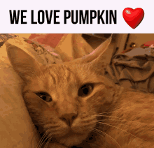 a cat is laying on a bed next to a sign that says " we love pumpkin "