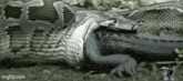 a snake is laying on top of a crocodile .